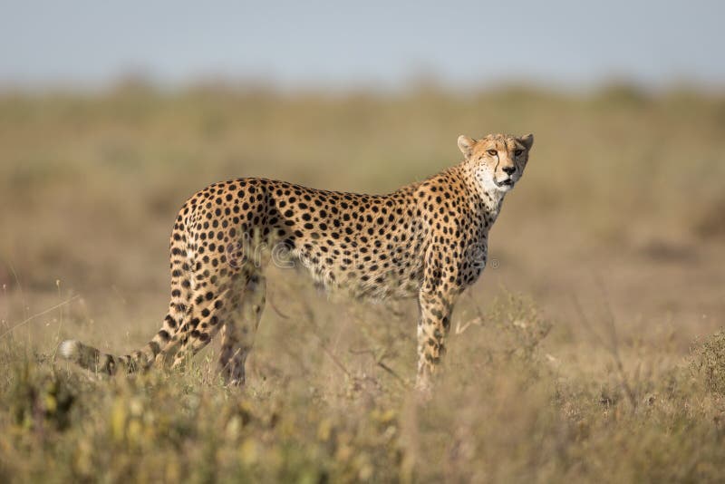 Adult female Cheetah, Ndutu, Serengeti, Tanzania