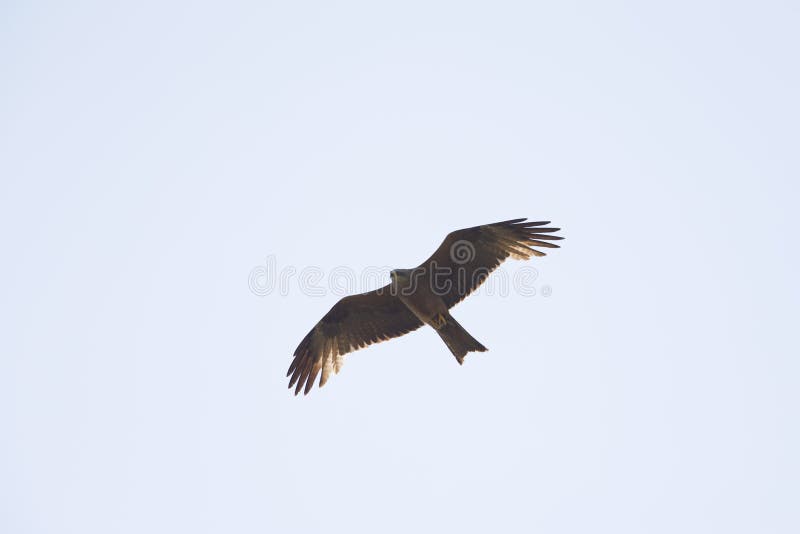 An adult female European black kite Milvus migrans soaring and carrying food in the sky. stock image An adult female European black kite Milvus migrans soaring and carrying food in the sky. stock image