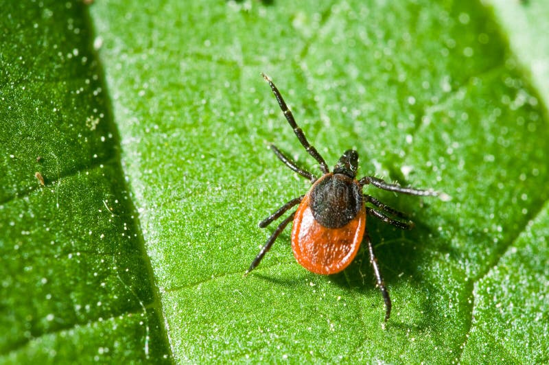 Adult female tick - Ixodes ricinus stock image Adult female tick - Ixodes ricinus stock image