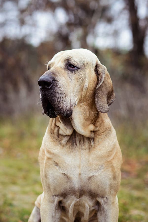 Fila Brasileiro Dog Portrait, Autumn Scene Stock Photo - Image of  attentive, game: 134239354