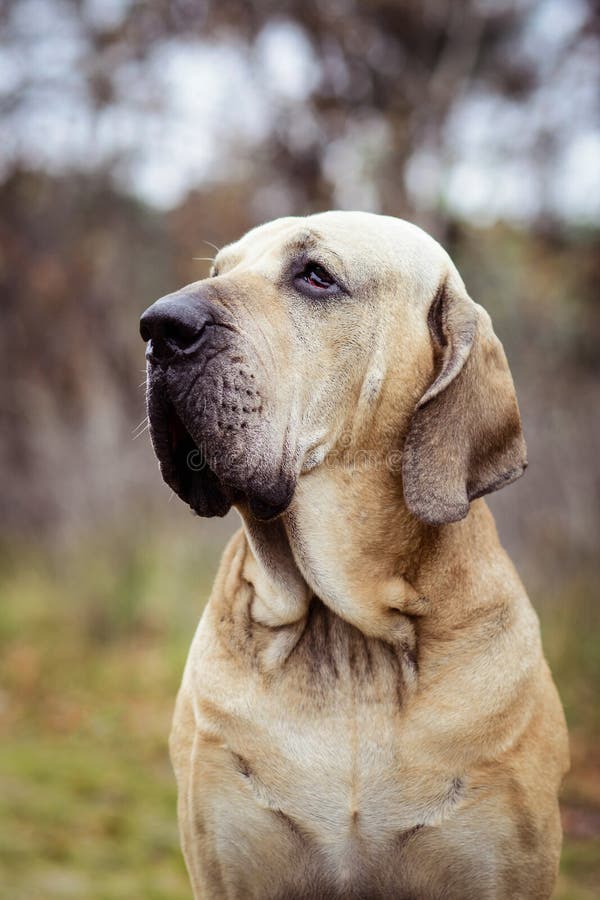 Fila Brasileiro Dog Portrait, Autumn Scene Stock Image - Image of breed,  huge: 134239671