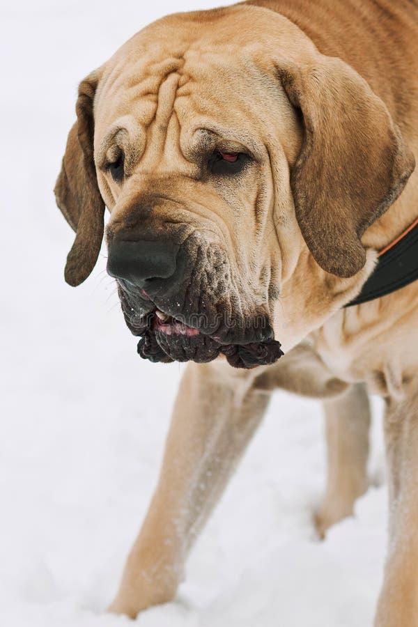 Adult Fila Brasileiro Brazilian Mastiff winter portrait stock photos Adult Fila Brasileiro Brazilian Mastiff winter portrait stock photos