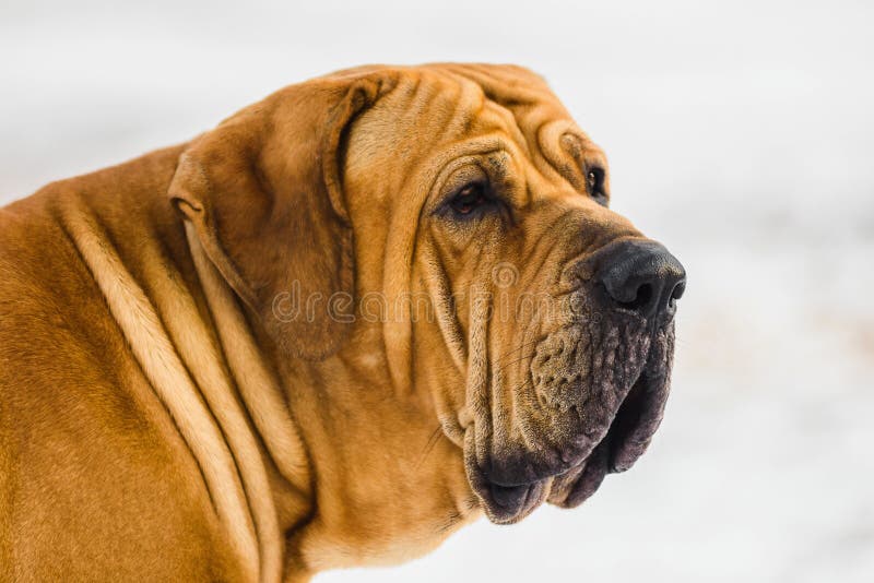 282 Brazilian Mastiff Stock Photos - Free & Royalty-Free Stock