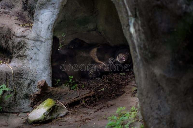 An adult Formosa Black Bear sleeping in the cave stock photography An adult Formosa Black Bear sleeping in the cave stock photography