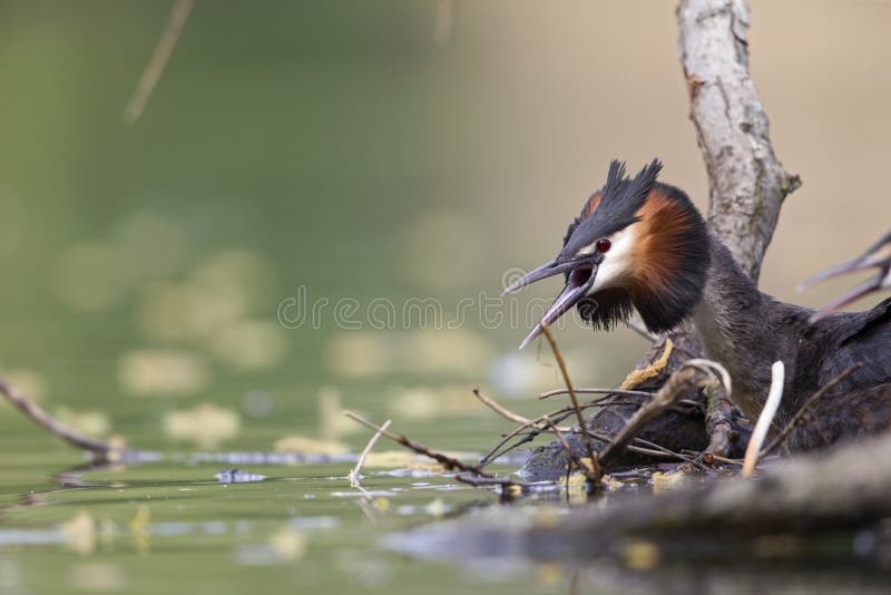 A adult great crested grebe calling out in a city pond in the capital city of Berlin Germany. stock photography A adult great crested grebe calling out in a city pond in the capital city of Berlin Germany. stock photography