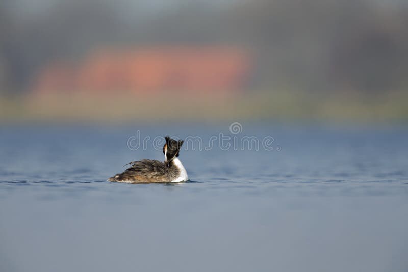 A adult great crested grebe Podiceps cristatus swimming and preening in a lake in the Netherlands stock images A adult great crested grebe Podiceps cristatus swimming and preening in a lake in the Netherlands stock images