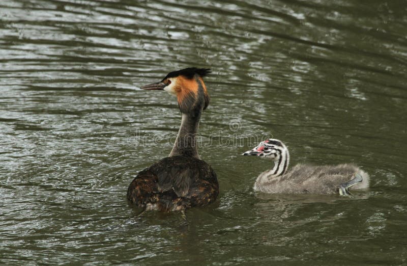 An adult Great crested Grebe Podiceps cristatus swimming on a river with its cute baby. royalty free stock image An adult Great crested Grebe Podiceps cristatus swimming on a river with its cute baby. royalty free stock image