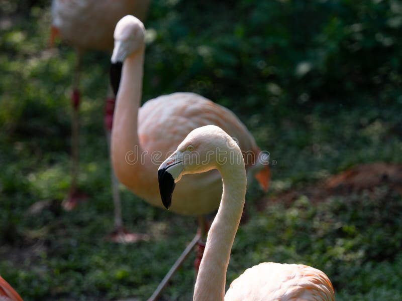 Adult Greater Flamingo (Phoenicopterus roseus) face in the zoo. royalty free stock images Adult Greater Flamingo (Phoenicopterus roseus) face in the zoo. royalty free stock images