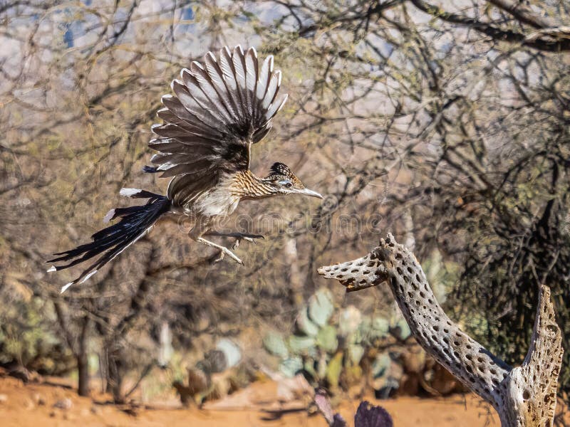 Adult Flying Greater Roadrunner