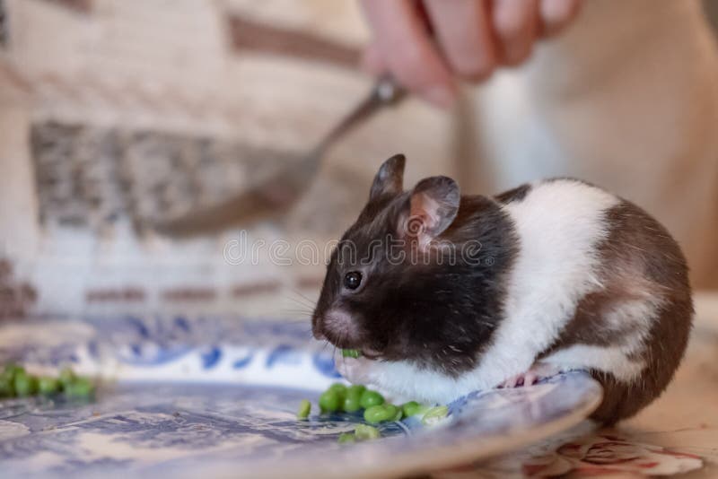 Adult hamster seen with her own eating left over peas seen on a dinner plate. The cute animal picks one pea at a time and nibbles at the shell first with her front paws.