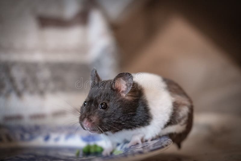 Adult hamster seen with her own eating left over peas seen on a dinner plate. The cute animal picks one pea at a time and nibbles at the shell first with her front paws.