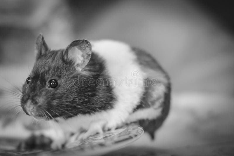 Adult hamster seen with her own eating left over peas seen on a dinner plate. The cute animal picks one pea at a time and nibbles at the shell first with her front paws.