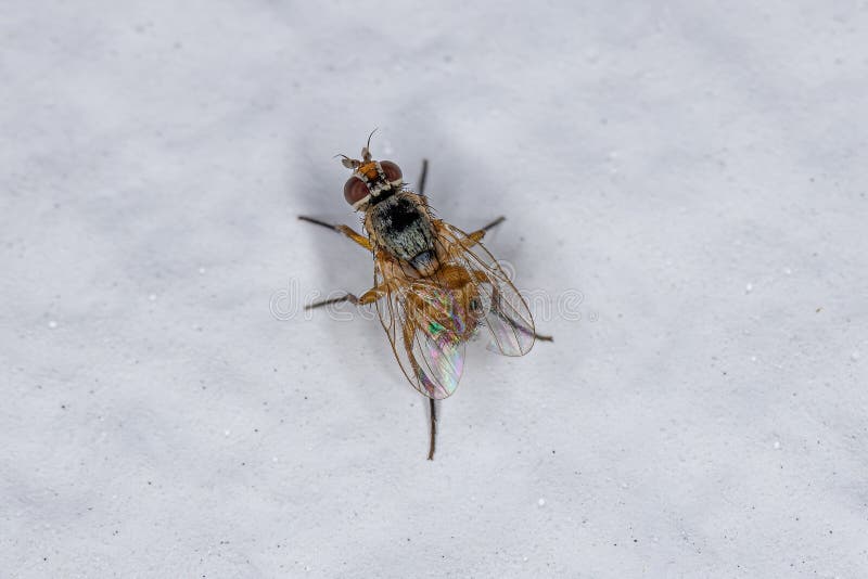 Adult House Fly of the Family Muscidae