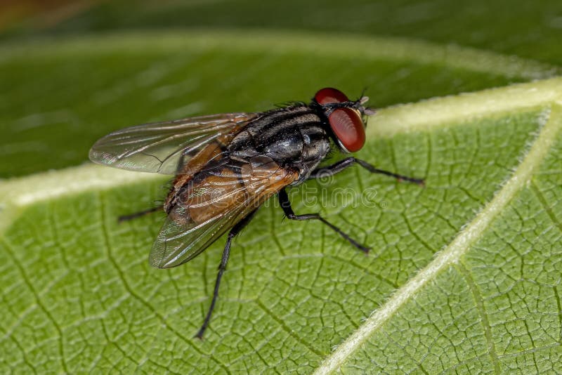 Adult House Fly