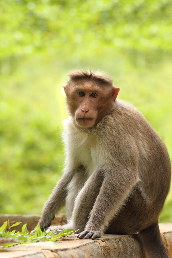 Adult indian rhesus macaque monkey(macaca mulatta)