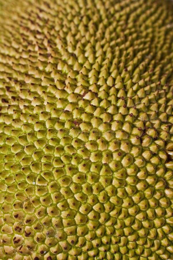 Adult jackfruit