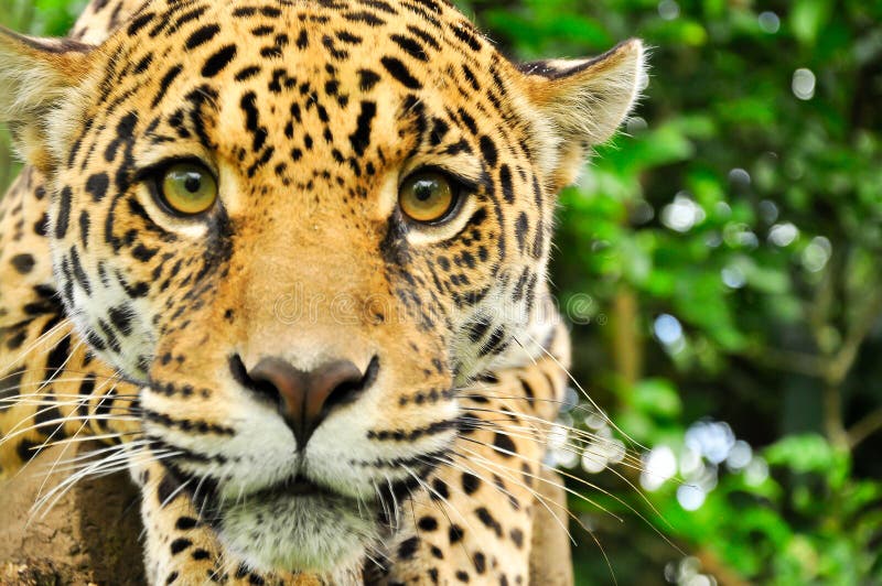 A Jaguar in the Amazon Rain Forest. Iquitos, Peru Stock Image Image