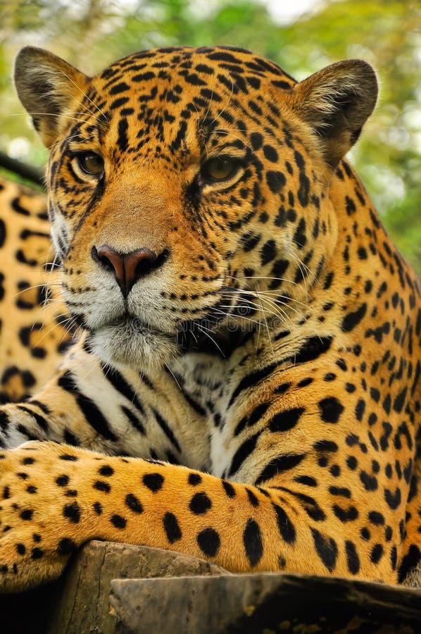 Adult jaguar stock photo. Image of beautiful, spots - 162154744