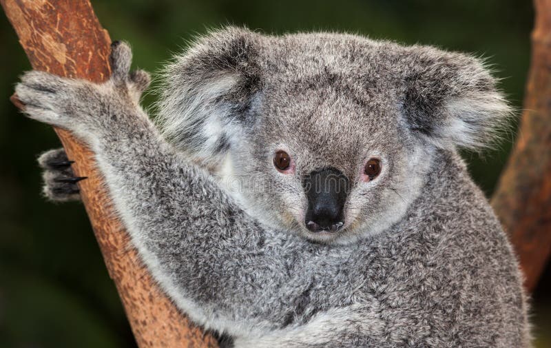 Adult Koala