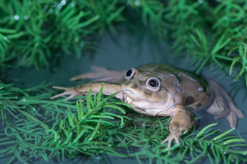 Lake titicaca frog stock image. Image of rest, frog - 177750273