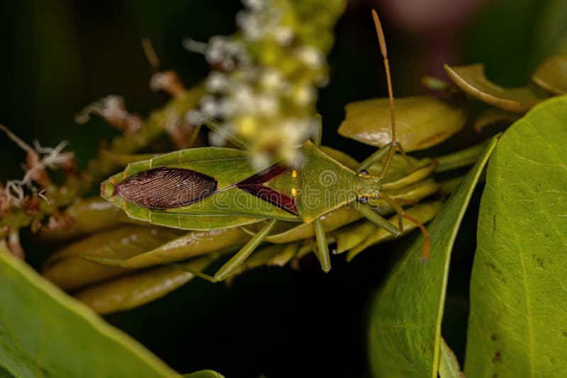 Adult Leaffooted Bug stock photo. Image of insects 250655354