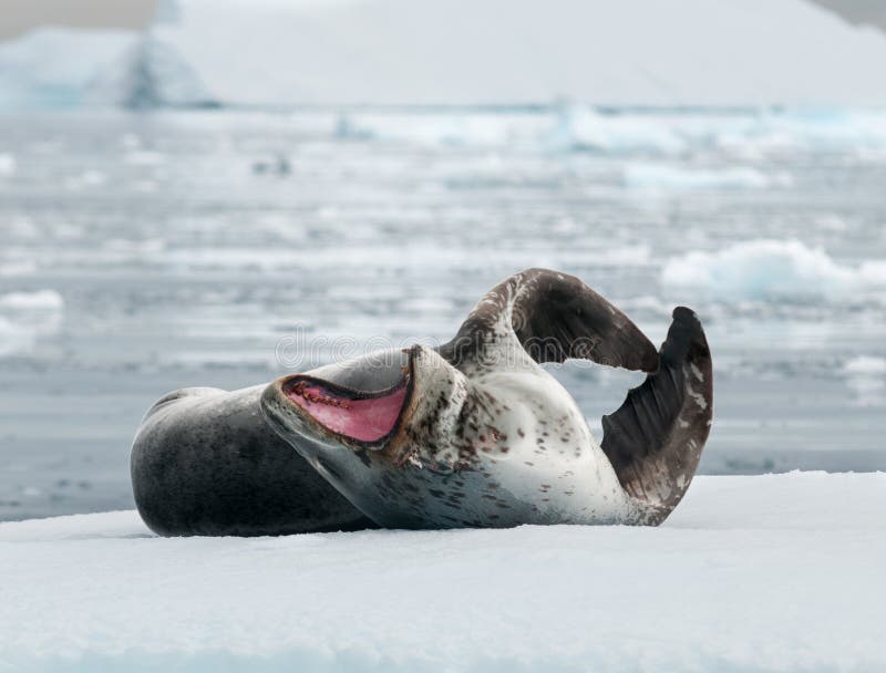 Adult Leopard Seal lying on ice, yawning and scratching, Antarctic Peninsula royalty free stock image Adult Leopard Seal lying on ice, yawning and scratching, Antarctic Peninsula royalty free stock image