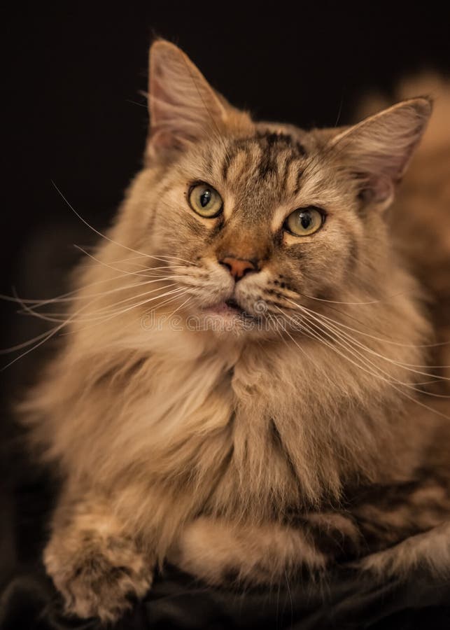 Adult Maine Coon Cat stock image. Image of feline, body 37775469