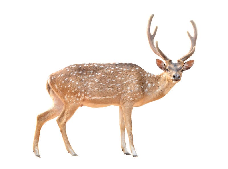 Axis deer isolated stock photo. Image of beautiful, stag 30169334