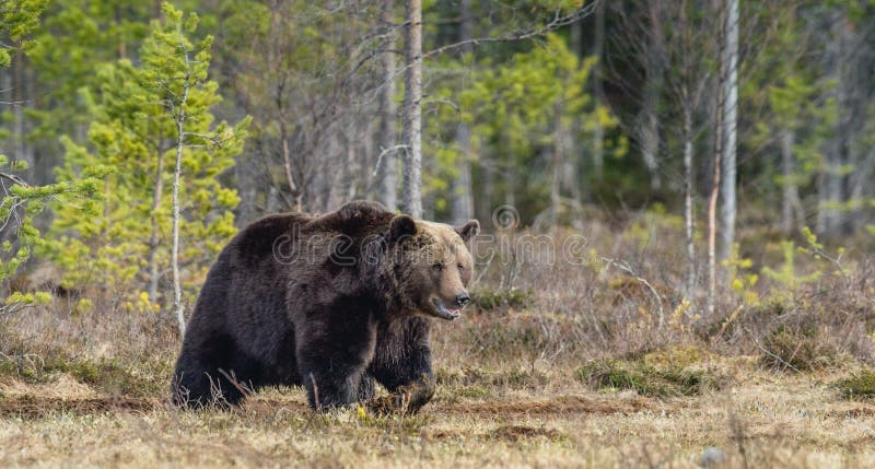Adult male of Brown Bear Ursus arctos on the swamp in spring royalty free stock photography