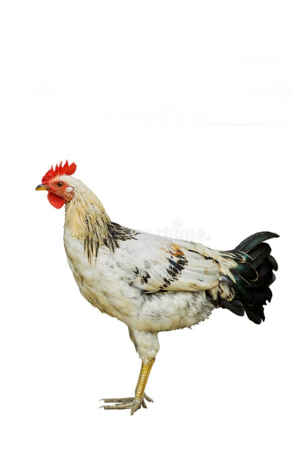 An Adult Male Chicken is Called a or Rooster on Isolated White Bg Stock  Image - Image of animal, beak: 214751489