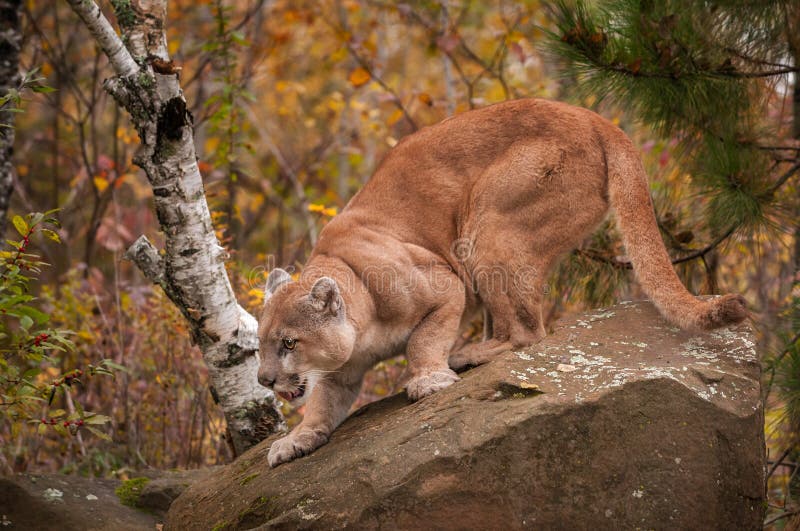 Adult Male Cougar (Puma concolor) Crouches on Rock