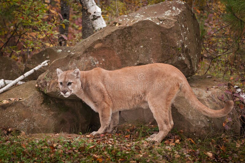 male puma