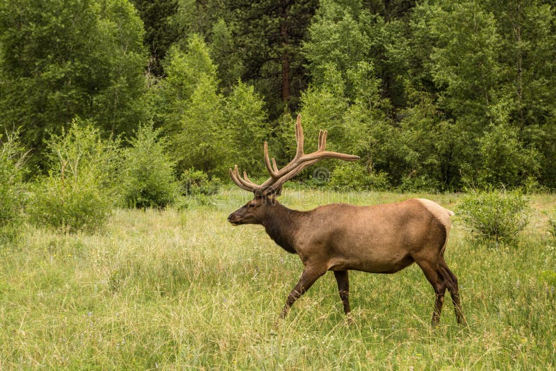 Adult Male Elk Walking In The Grass In Colorado