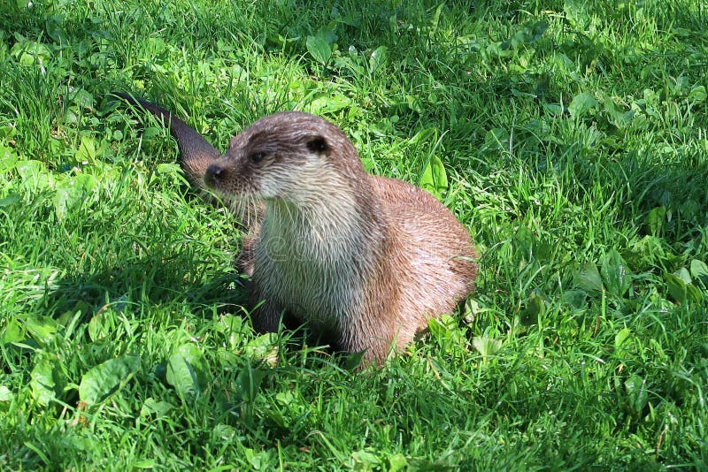 Adult male European Otter in the wild. royalty free stock photos Adult male European Otter in the wild. royalty free stock photos