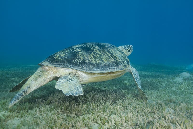 Adult male Green turtle swimming over seagrass.