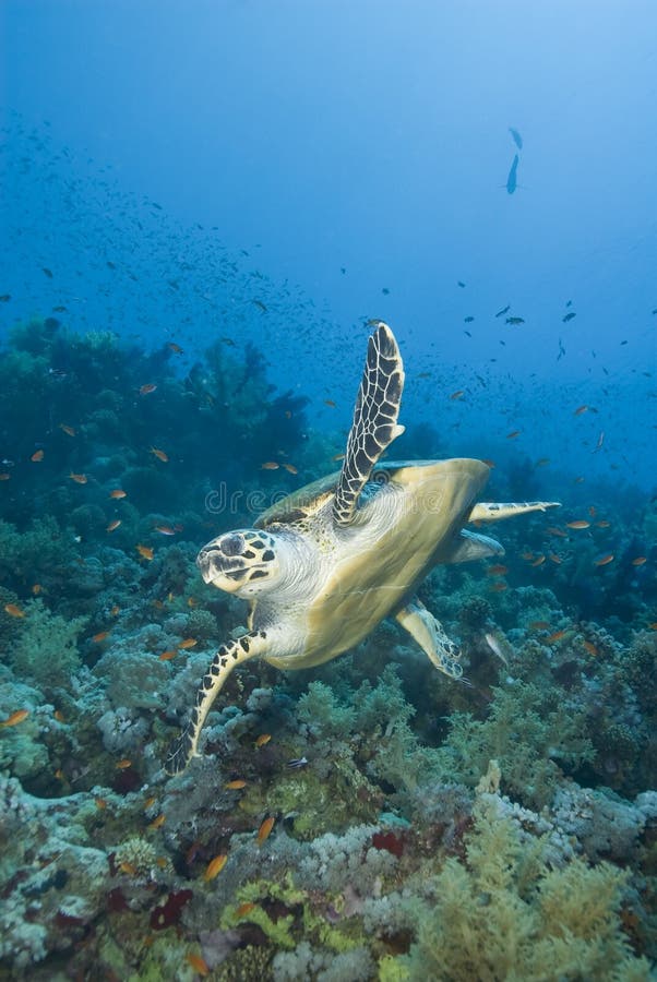 Adult male Hawksbill turtle swimming.