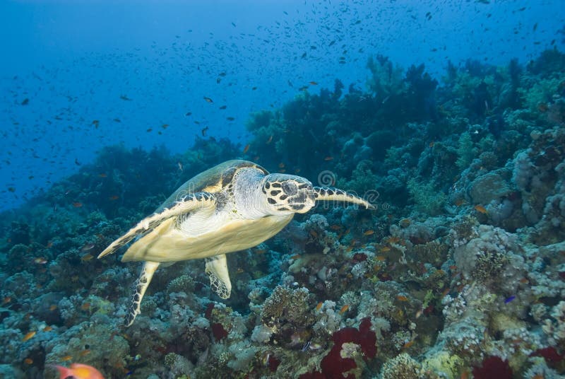 Adult male Hawksbill turtle swimming.