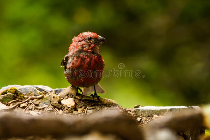 Adult Male House Finch Haemorhous mexicanus royalty free stock photography Adult Male House Finch Haemorhous mexicanus royalty free stock photography