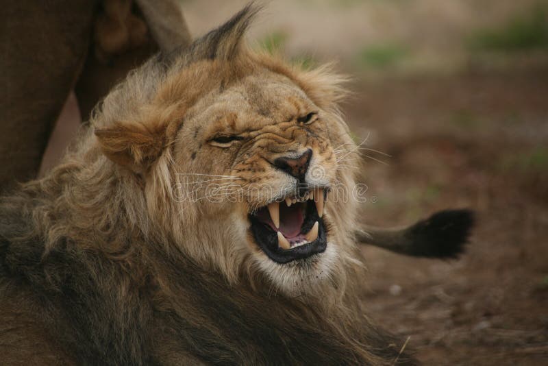 lion growl hump lion growl hump
