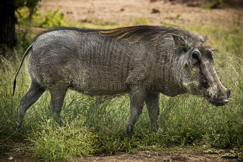 Adult Male Warthog stock images Adult Male Warthog stock images
