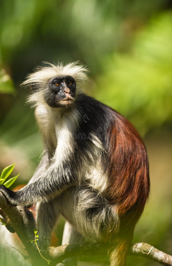 An adult male of the Zanzibar Red Colobus