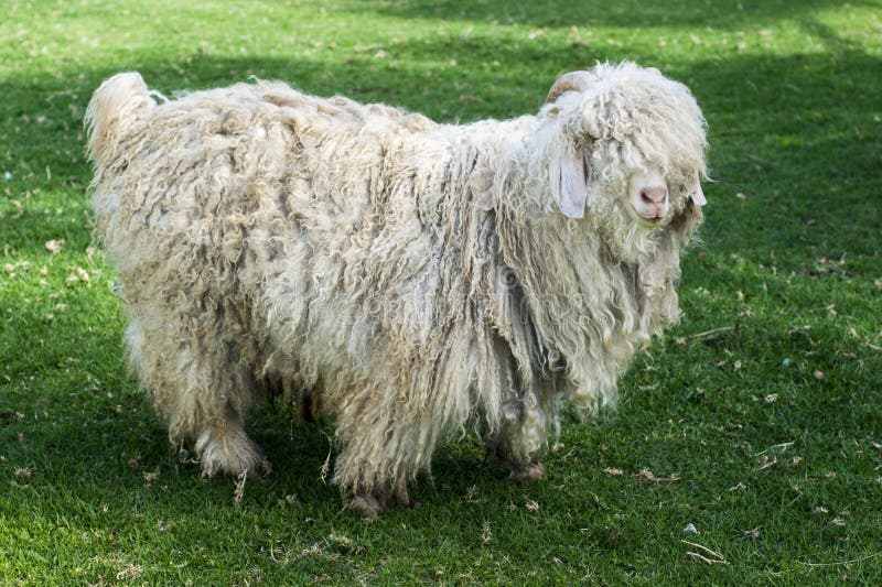 An Adult Mohair Goat on Pasture Stock Photo - Image of agriculture, beautiful: 128322370 An Adult Mohair Goat on Pasture Stock Photo - Image of agriculture, beautiful: 128322370