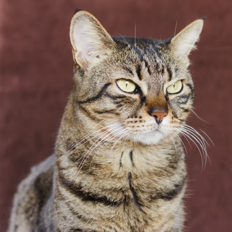Adult mongrel striped domestic cat looks to the side stock images Adult mongrel striped domestic cat looks to the side stock images