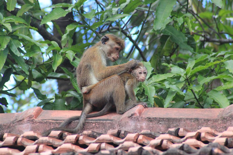 Shameful monkey stock image. Image of cleaning, africa - 87532525