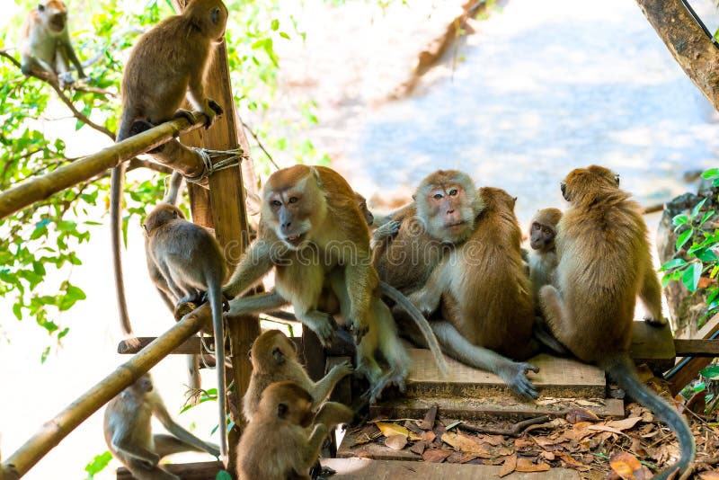 adult monkeys and young on the trail in Thayland, Krabi stock image adult monkeys and young on the trail in Thayland, Krabi stock image