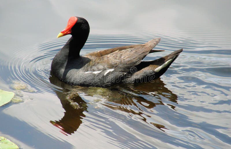 Adult Moorhen In Water