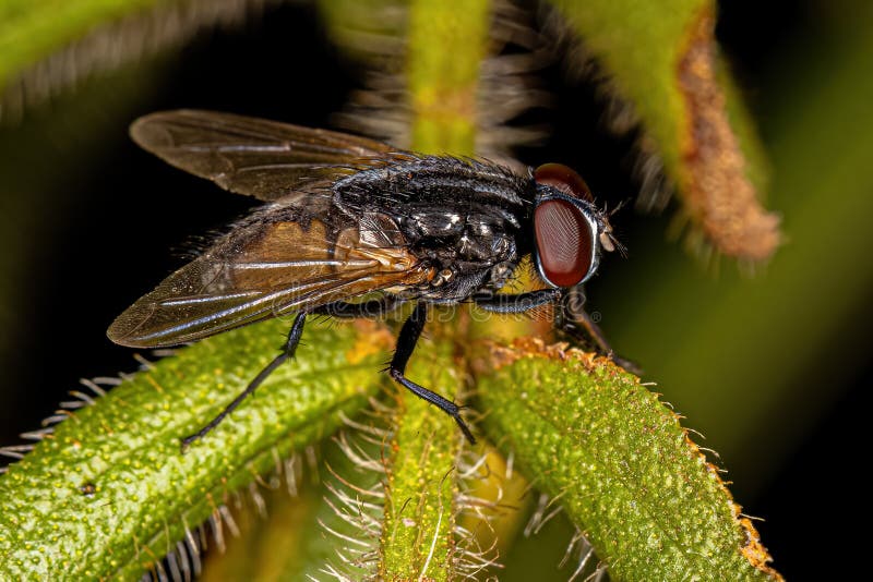 Adult Muscoid Fly of the Family Family Muscidae