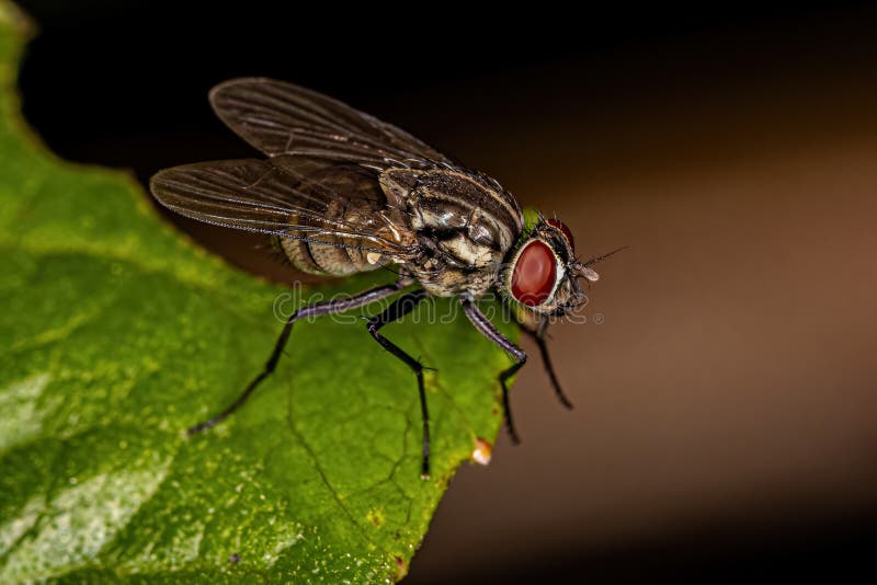 Adult Muscoid Fly of the Family Family Muscidae