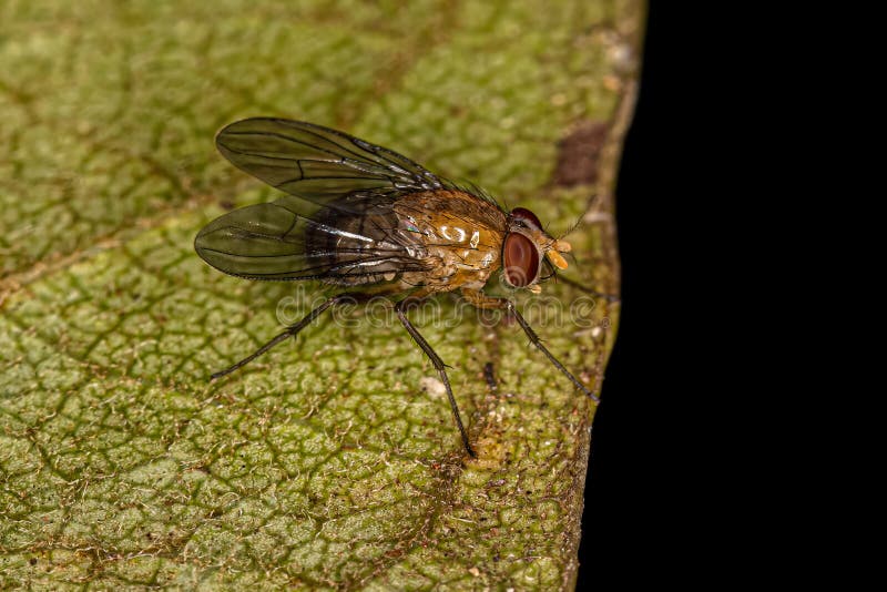 Adult Muscoid Fly of the Family Family Muscidae