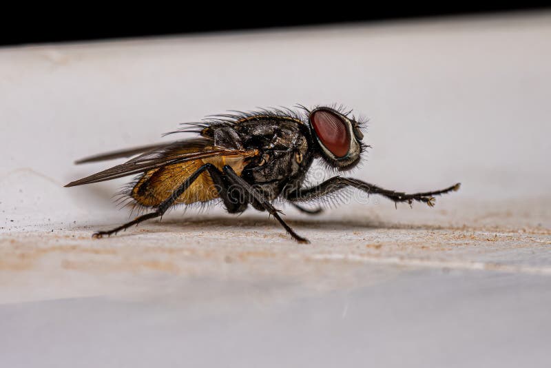 Adult Muscoid Fly of the Family Family Muscidae